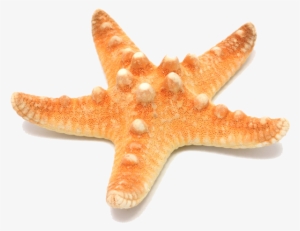 Source - - Star Fishes Png