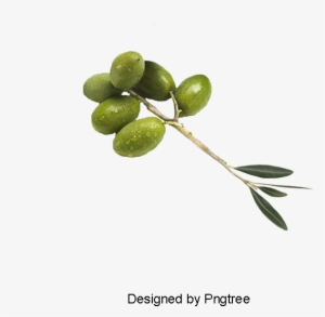 Green Olives, Olive Oil, Olives, Creative Olive Oil - Olive