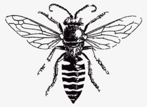 Horsecreek Honey Png Transparent Download - Honey Bee Black And White
