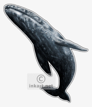 Gray Whale Decal - California State Animals Postcards (package Of 8)