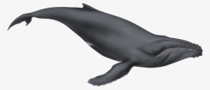Png Black And White Illustration By Dio On Deviantart - Whale Png