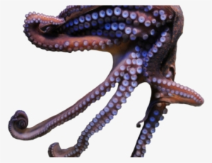 Octopus Png Transparent Images - Common Octopus