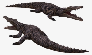 Crocodile Png Image - Crocodile Png