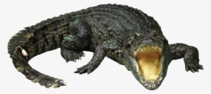 Crocodile Bulk Collection - Crocodilo Png