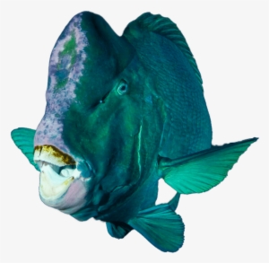 Padi Scuba Diving Courses Singapore Open Water Learn - Underwater Diving