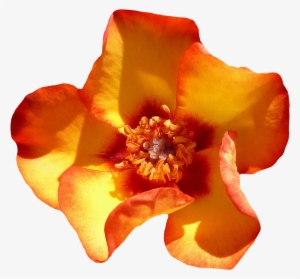 Yellow Rose Flower Top View Png Image - Flower Top View