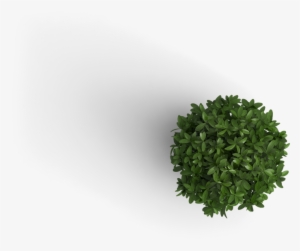 Already Have An Account Log In - Plant Top View Png