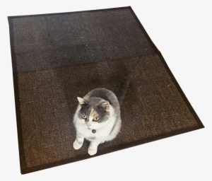 Cat Cute Animals With No Background