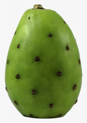 Barbary Fig