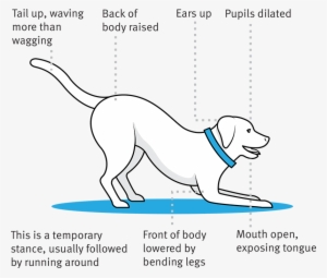Playful • Happy Playful • Happy - Dog