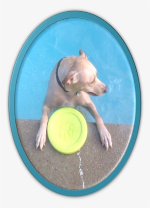 Posted - Dog Catches Something