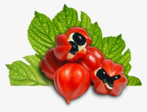 Guarana-fruta - Guarana Seed Extract Png