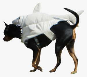 Shark-dog - Companion Dog