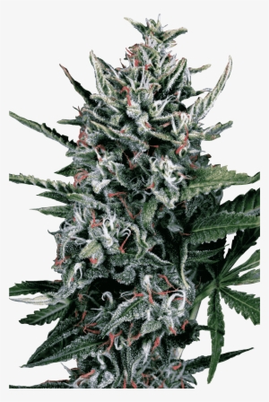 Konopná Odrůda Auto Silver Bullet Od Ministry Of Cannabis - Auto Silver Bullet