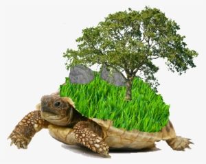 #torterraftw Hashtag On Twitter - Overwatch Elf On The Shelf