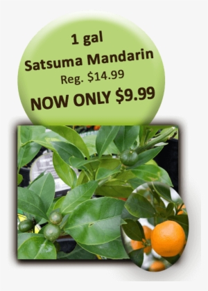 1 Gal Satsuma Mandarin - Bitter Orange