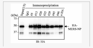 Immunoprecipitation Analysis With Generated Mabs