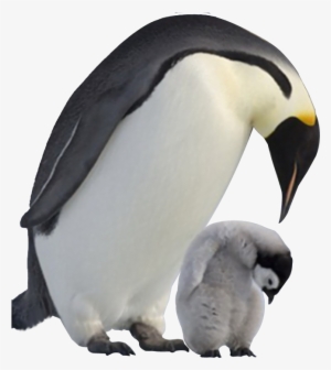 Penguin Png Image Transparent Background - Baby Penguin Png