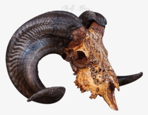 Carved Ram Skull - Skull