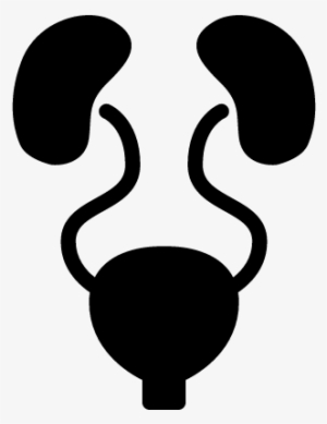 Coolest Free Images Of Stethoscope Urinary System Free - Urinary Icon