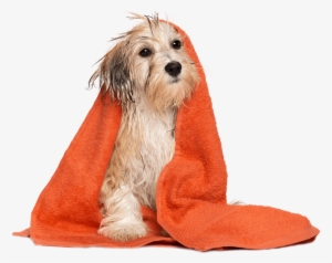 Make A Reservation - Dog Grooming