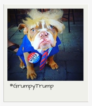 Trump Costume For Dogs - American Pit Bull Terrier