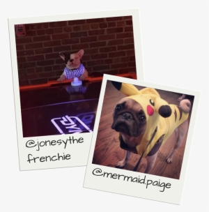 Dogs In Costume - Pug