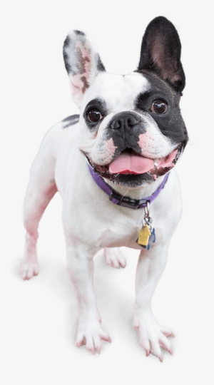 Image Of A Happy Dog - Dog