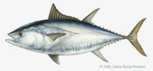 Pacific Bluefin Tuna