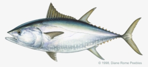 Scombridae Family - Big Eye Tuna Png