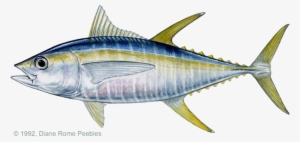 Yellowfin Tuna - Yellow Fin Tuna
