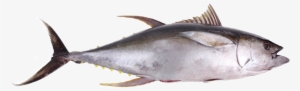 Oceanprime Sustainable Seafood Info - Tuna Png