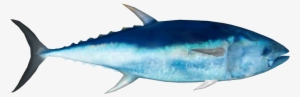 Atlantic Bluefin Tuna - Marlin