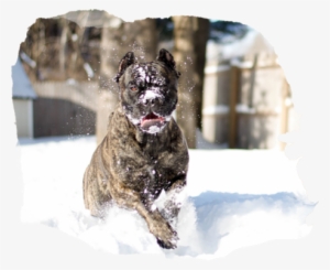 That's When Primal Pooch Was Born - Boxer