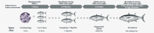 Alimentation Habits Of The Tuna Fish - Fish Products