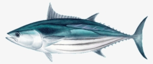 Cento Skipjack Tuna Fish - Tuna Fish