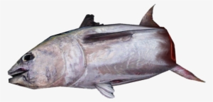 Whole Tuna 66 - Escolar