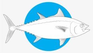 Bluefin Tuna - Ray-finned Fish