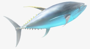 Tuna For Life - Atlantic Bluefin Tuna