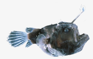 Animalanglerfish