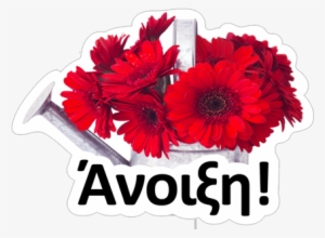 Transparent Png Sticker - Barberton Daisy