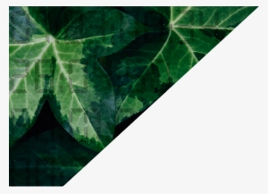 Bob Jones University