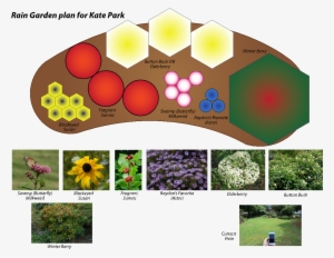 Our Design Was Based On The 90 Sq - Sambucus Canadensis Maxima