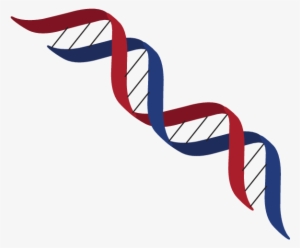 Dna Structure Clipart Transparent - Dna