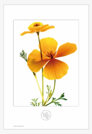 Picture Of Escolzia Aboca Botanical Art Flower - Botany