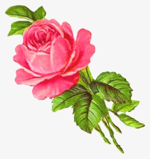 Pink Rose Clipart Botanical Illustration - Pink Flower Illustration Png