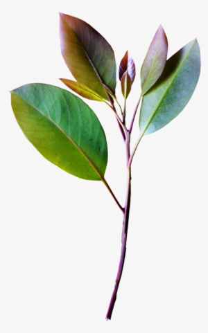 Vintage Collection Botanical Drawings, Botanical Illustration, - Hojas Vintage Png