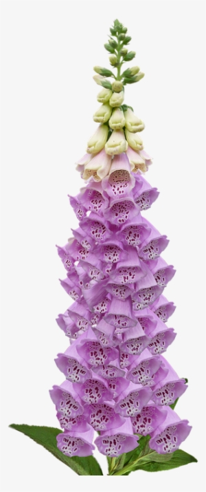 Foxglove, Digitalis, Flower, Nature, Botanical - Foxglove Png