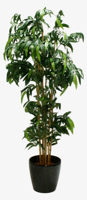 Bambus Gross 4fcdf191a4e31 - Arbustos De Interior