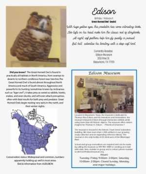 Great Horned Owl - Dolichovespula Maculata